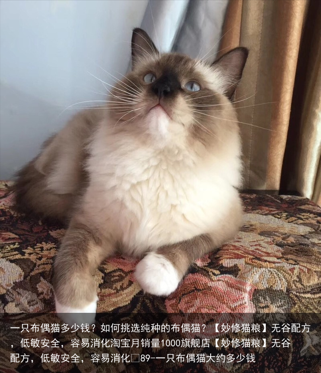 一只布偶猫多少钱?如何挑选纯种的布偶猫?