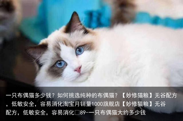 一只布偶猫多少钱?如何挑选纯种的布偶猫?