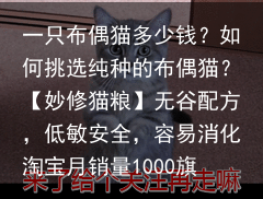 一只布偶猫多少钱?如何挑选纯种的布偶猫?