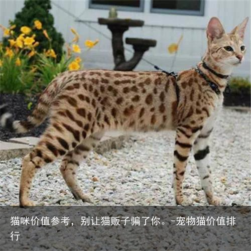 猫咪价值参考,别让猫贩子骗了你。-宠物猫价值排行