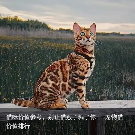 猫咪价值参考,别让猫贩子骗了你。-宠物猫价值排行