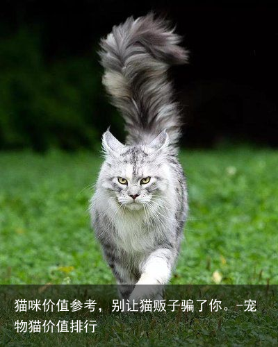 猫咪价值参考,别让猫贩子骗了你。-宠物猫价值排行