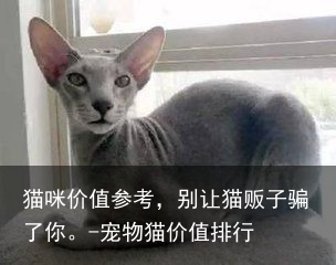 猫咪价值参考,别让猫贩子骗了你。-宠物猫价值排行