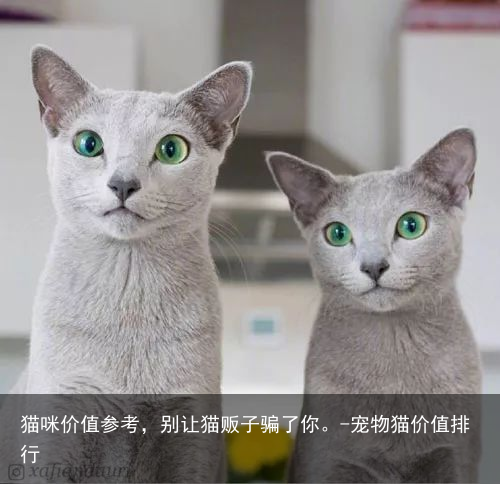 猫咪价值参考,别让猫贩子骗了你。-宠物猫价值排行