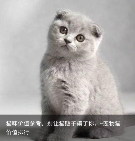 猫咪价值参考,别让猫贩子骗了你。-宠物猫价值排行