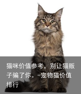 猫咪价值参考,别让猫贩子骗了你。-宠物猫价值排行