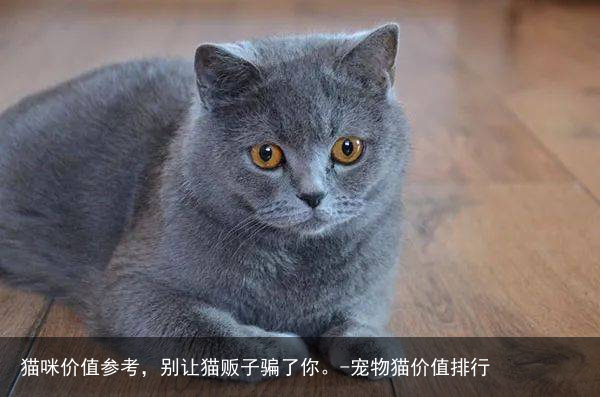 猫咪价值参考,别让猫贩子骗了你。-宠物猫价值排行
