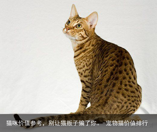 猫咪价值参考,别让猫贩子骗了你。-宠物猫价值排行