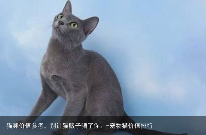 猫咪价值参考,别让猫贩子骗了你。-宠物猫价值排行
