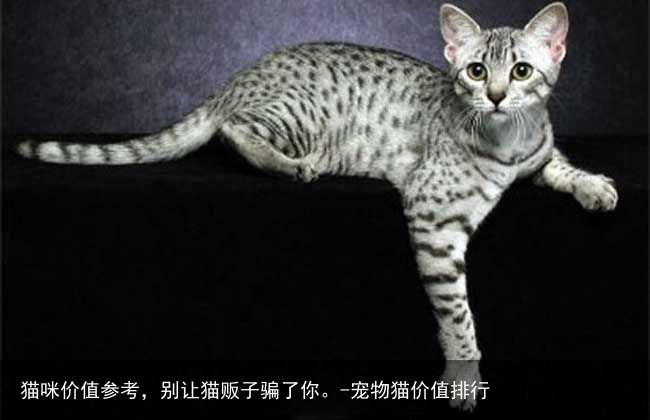 猫咪价值参考,别让猫贩子骗了你。-宠物猫价值排行
