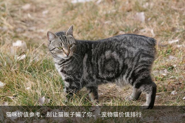 猫咪价值参考,别让猫贩子骗了你。-宠物猫价值排行
