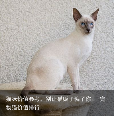 猫咪价值参考,别让猫贩子骗了你。-宠物猫价值排行