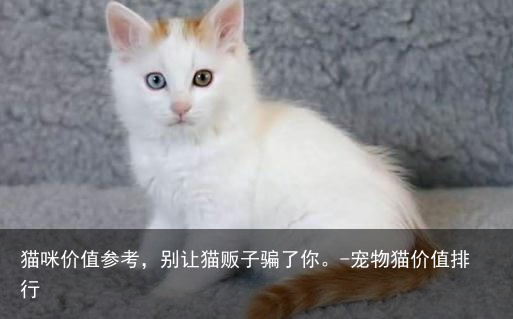 猫咪价值参考,别让猫贩子骗了你。-宠物猫价值排行