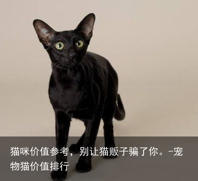 猫咪价值参考,别让猫贩子骗了你。-宠物猫价值排行