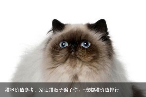 猫咪价值参考,别让猫贩子骗了你。-宠物猫价值排行