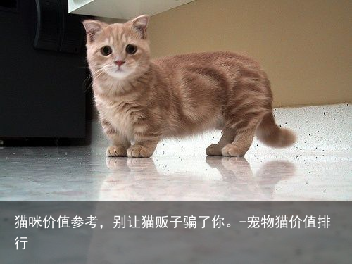猫咪价值参考,别让猫贩子骗了你。-宠物猫价值排行