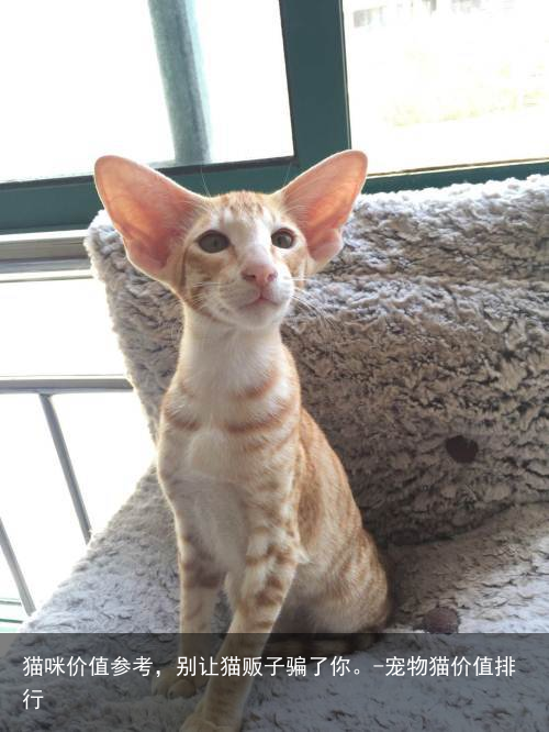 猫咪价值参考,别让猫贩子骗了你。-宠物猫价值排行