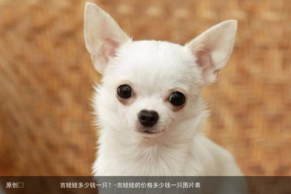 吉娃娃多少钱一只?-吉娃娃的价格多少钱一只图片表
