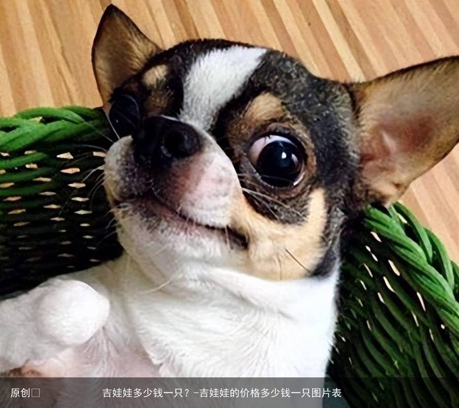 吉娃娃多少钱一只?-吉娃娃的价格多少钱一只图片表