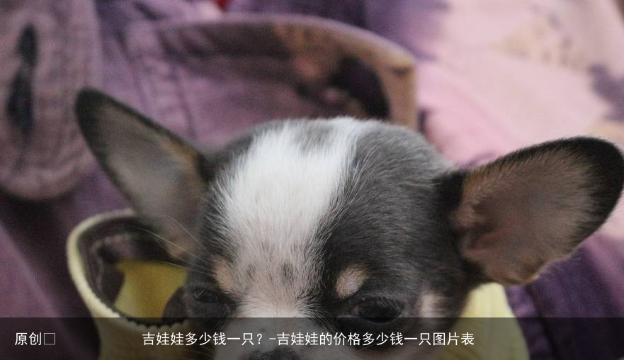 吉娃娃多少钱一只?-吉娃娃的价格多少钱一只图片表