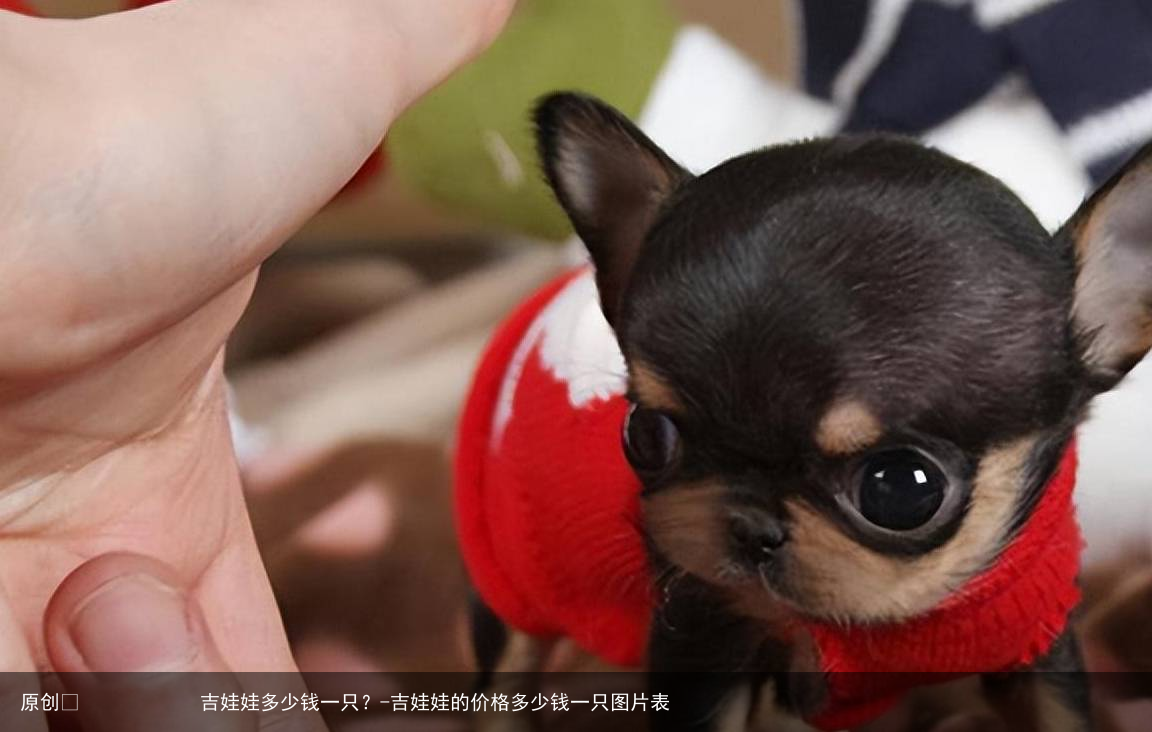 吉娃娃多少钱一只?-吉娃娃的价格多少钱一只图片表