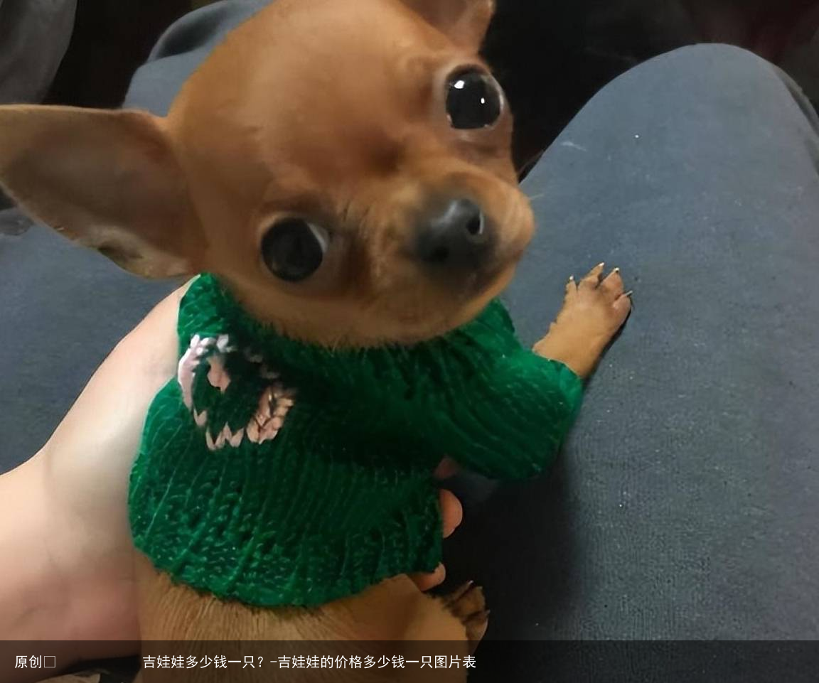 吉娃娃多少钱一只?-吉娃娃的价格多少钱一只图片表