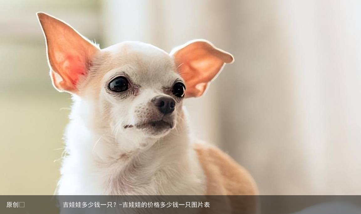 吉娃娃多少钱一只?-吉娃娃的价格多少钱一只图片表