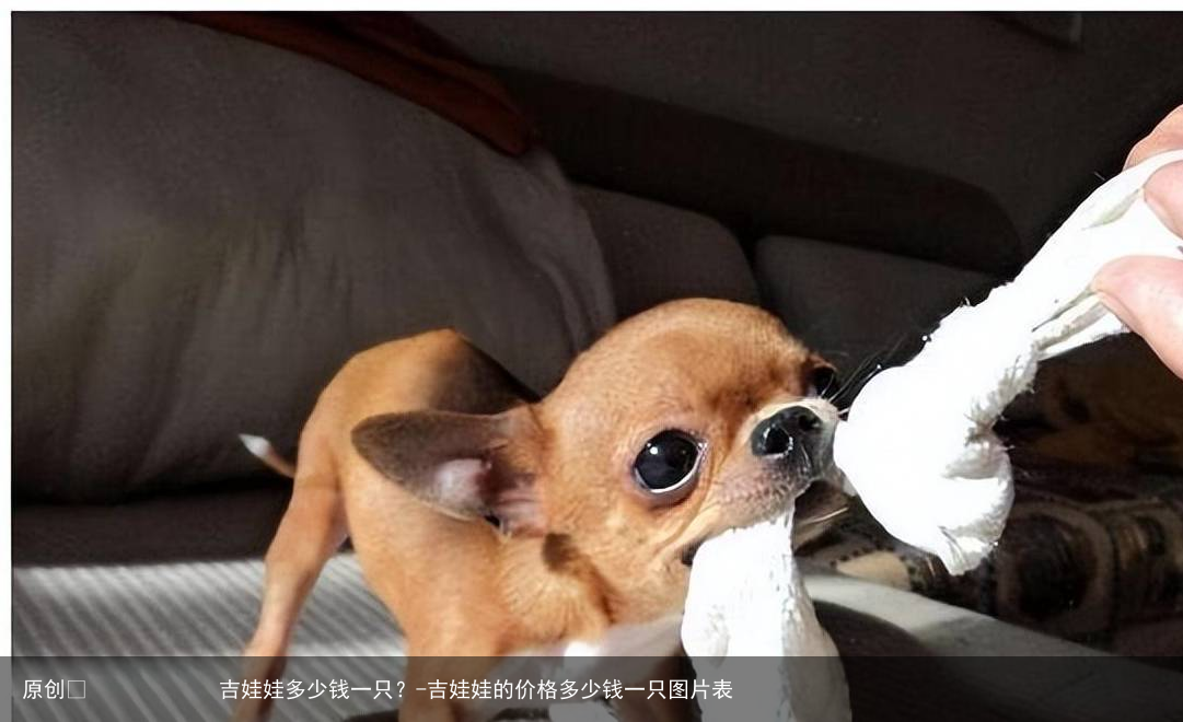 吉娃娃多少钱一只?-吉娃娃的价格多少钱一只图片表