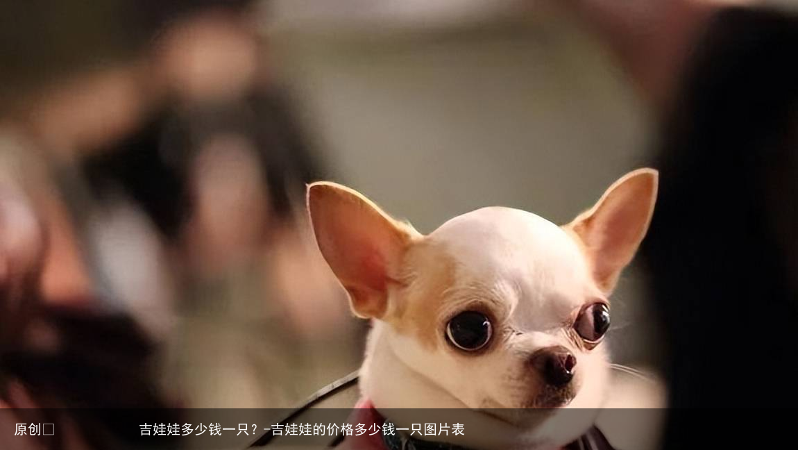 吉娃娃多少钱一只?-吉娃娃的价格多少钱一只图片表