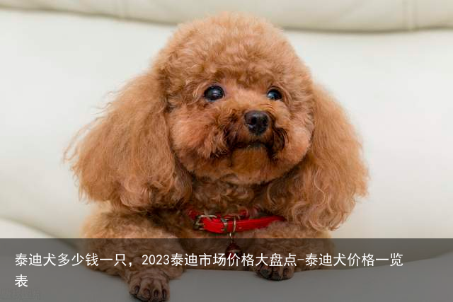 泰迪犬多少钱一只,2023泰迪市场价格大盘点-泰迪犬价格一览表