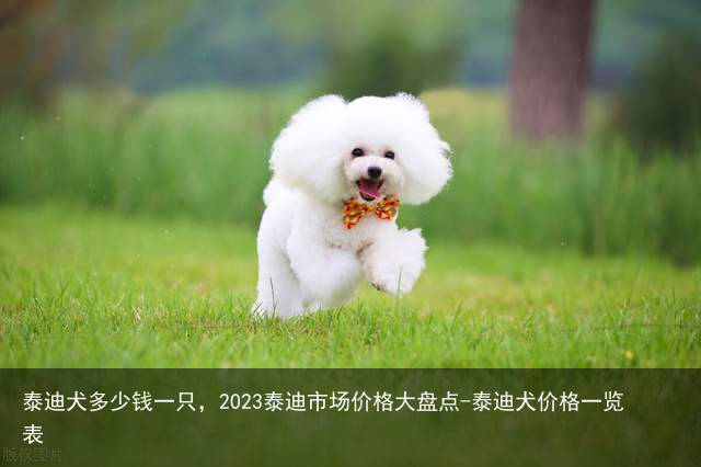 泰迪犬多少钱一只,2023泰迪市场价格大盘点-泰迪犬价格一览表