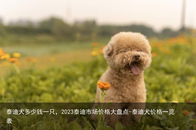 泰迪犬多少钱一只,2023泰迪市场价格大盘点-泰迪犬价格一览表