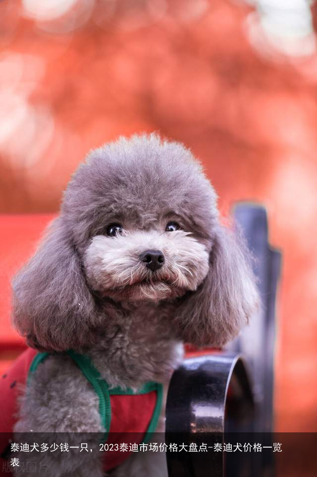 泰迪犬多少钱一只,2023泰迪市场价格大盘点-泰迪犬价格一览表