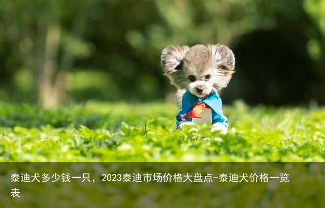 泰迪犬多少钱一只,2023泰迪市场价格大盘点-泰迪犬价格一览表