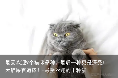 最受欢迎9个猫咪品种,最后一种更是深受广大铲屎官追捧!-最受欢迎的十种猫