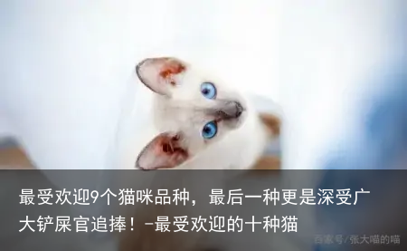 最受欢迎9个猫咪品种,最后一种更是深受广大铲屎官追捧!-最受欢迎的十种猫