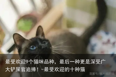 最受欢迎9个猫咪品种,最后一种更是深受广大铲屎官追捧!-最受欢迎的十种猫