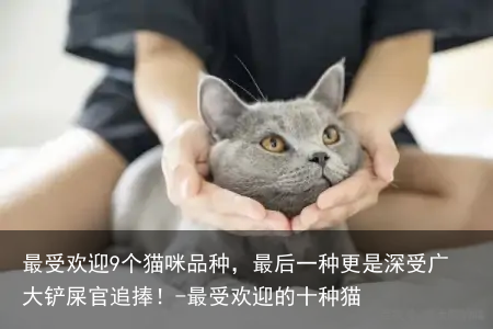 最受欢迎9个猫咪品种,最后一种更是深受广大铲屎官追捧!-最受欢迎的十种猫