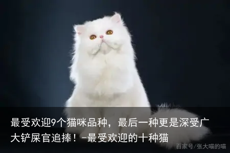 最受欢迎9个猫咪品种,最后一种更是深受广大铲屎官追捧!-最受欢迎的十种猫