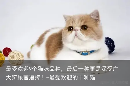 最受欢迎9个猫咪品种,最后一种更是深受广大铲屎官追捧!-最受欢迎的十种猫