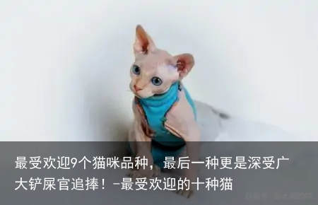 最受欢迎9个猫咪品种,最后一种更是深受广大铲屎官追捧!-最受欢迎的十种猫