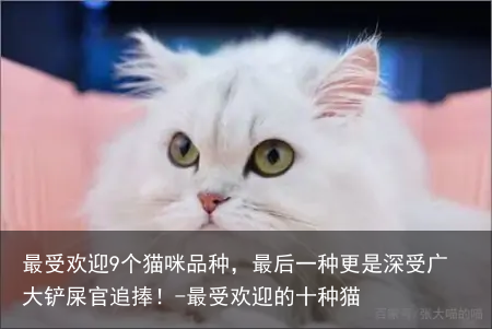 最受欢迎9个猫咪品种,最后一种更是深受广大铲屎官追捧!-最受欢迎的十种猫