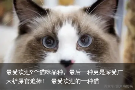 最受欢迎9个猫咪品种,最后一种更是深受广大铲屎官追捧!-最受欢迎的十种猫