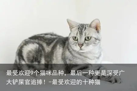 最受欢迎9个猫咪品种,最后一种更是深受广大铲屎官追捧!-最受欢迎的十种猫