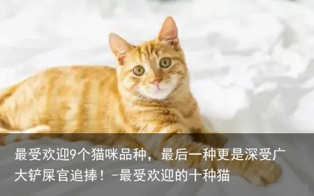 最受欢迎9个猫咪品种,最后一种更是深受广大铲屎官追捧!-最受欢迎的十种猫