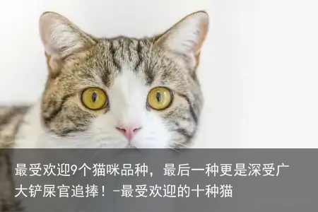 最受欢迎9个猫咪品种,最后一种更是深受广大铲屎官追捧!-最受欢迎的十种猫