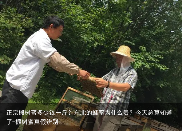 正宗椴树蜜多少钱一斤?东北的蜂蜜为什么贵?今天总算知道了-椴树蜜真假辨别