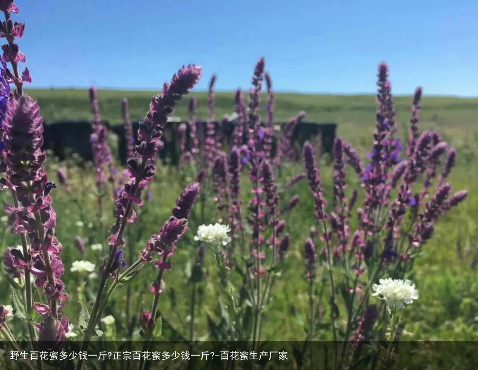 野生百花蜜多少钱一斤?正宗百花蜜多少钱一斤?-百花蜜生产厂家