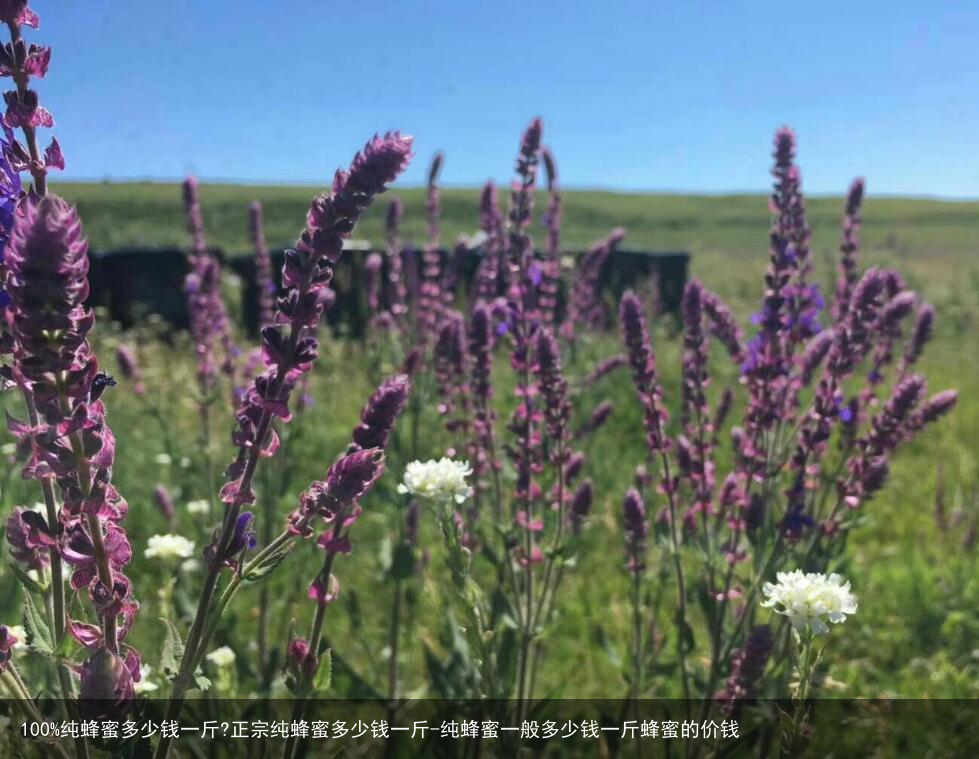 100%纯蜂蜜多少钱一斤?正宗纯蜂蜜多少钱一斤-纯蜂蜜一般多少钱一斤蜂蜜的价钱