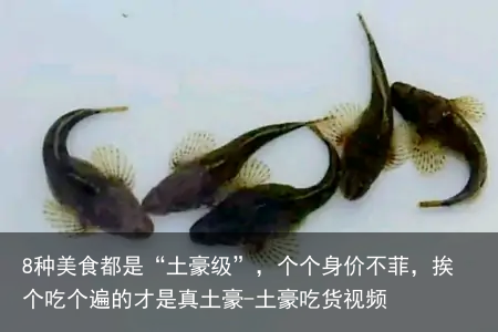 8种美食都是“土豪级”,个个身价不菲,挨个吃个遍的才是真土豪-土豪吃货视频